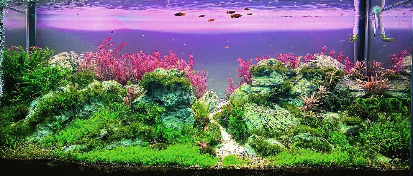 Akwarium aquascape diorama 245