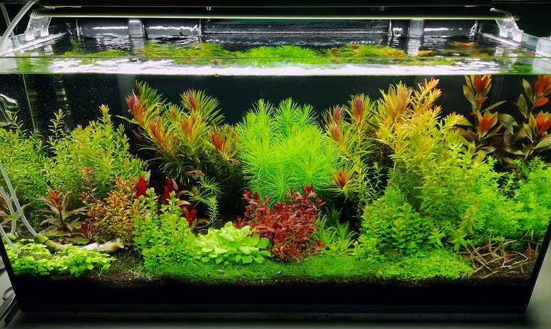 Akwarium roślinne HT 67