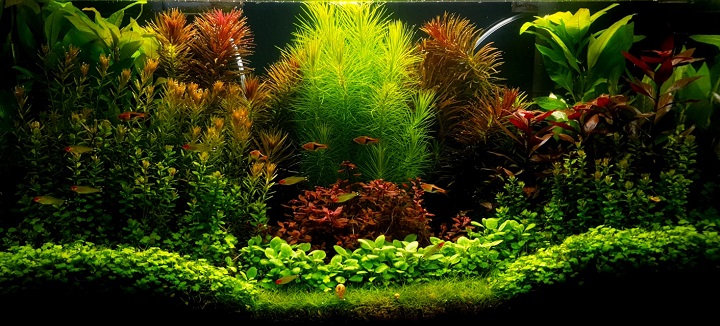 Akwarium roślinne 56