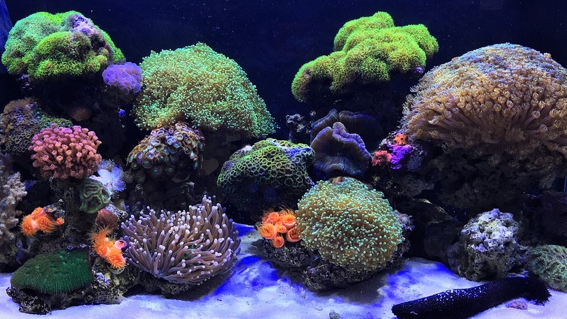 Akwarium z koralami 1