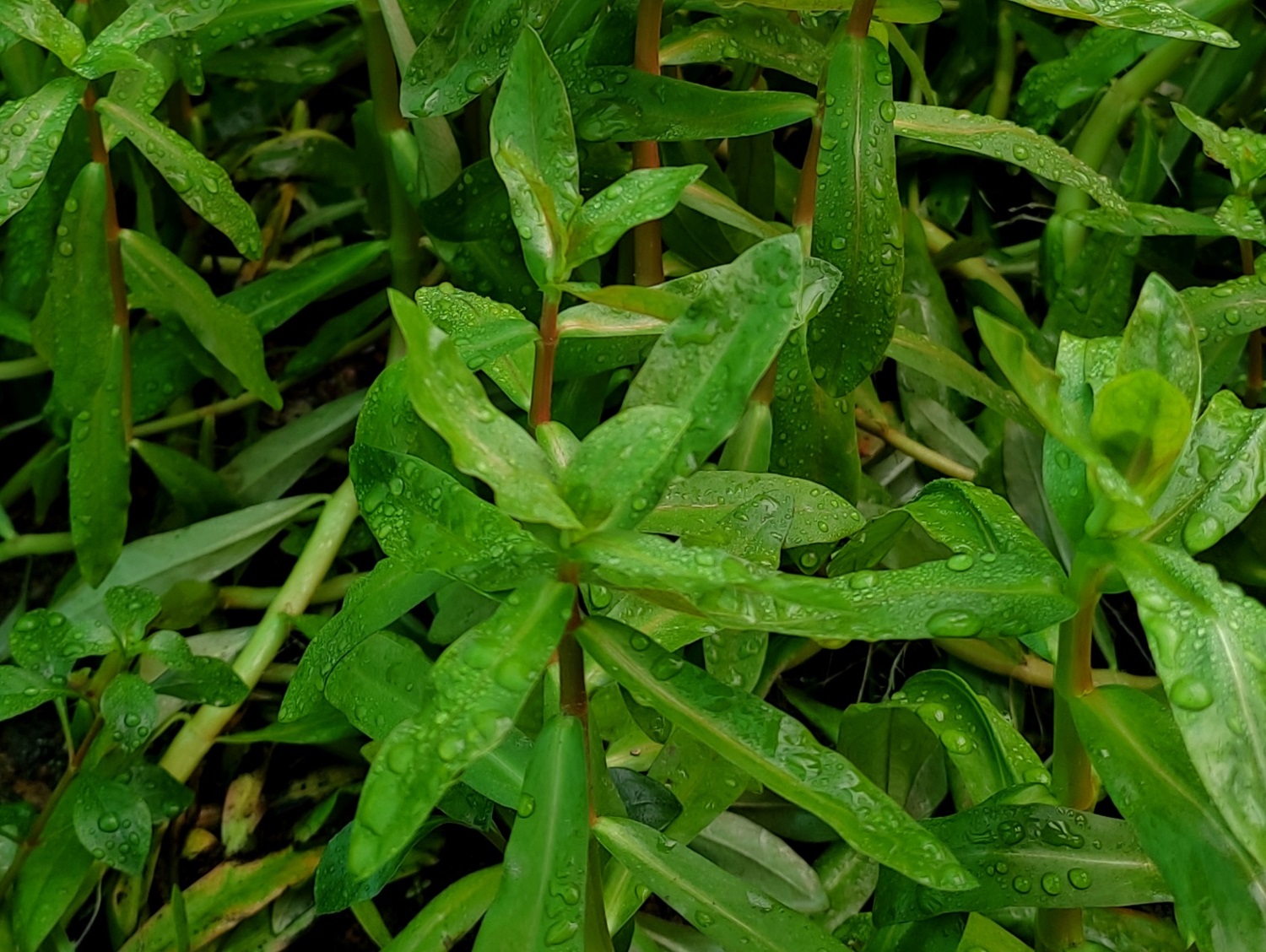 Ammania senegalensis 304