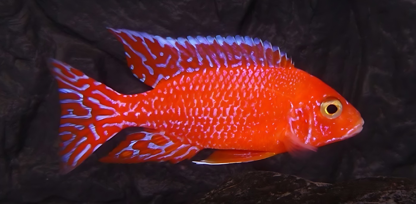 Aulonocara sp Fire Fish 12 new