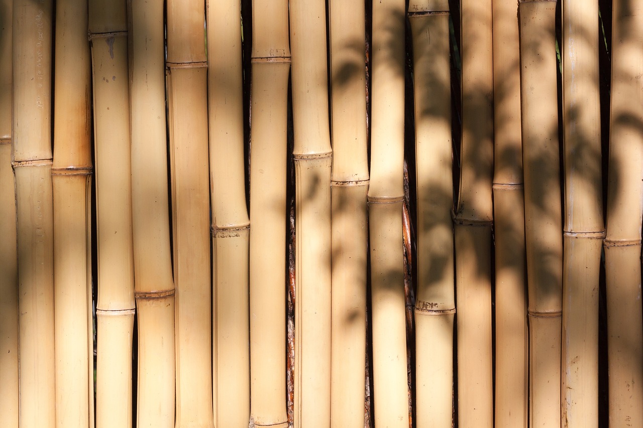 Bambus 491