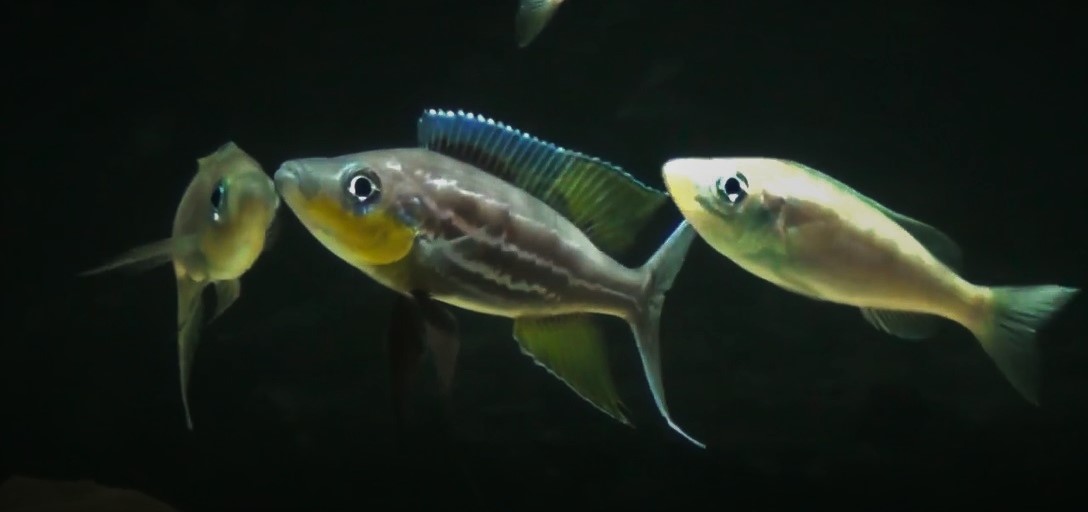 Bentochromis tricoti 567