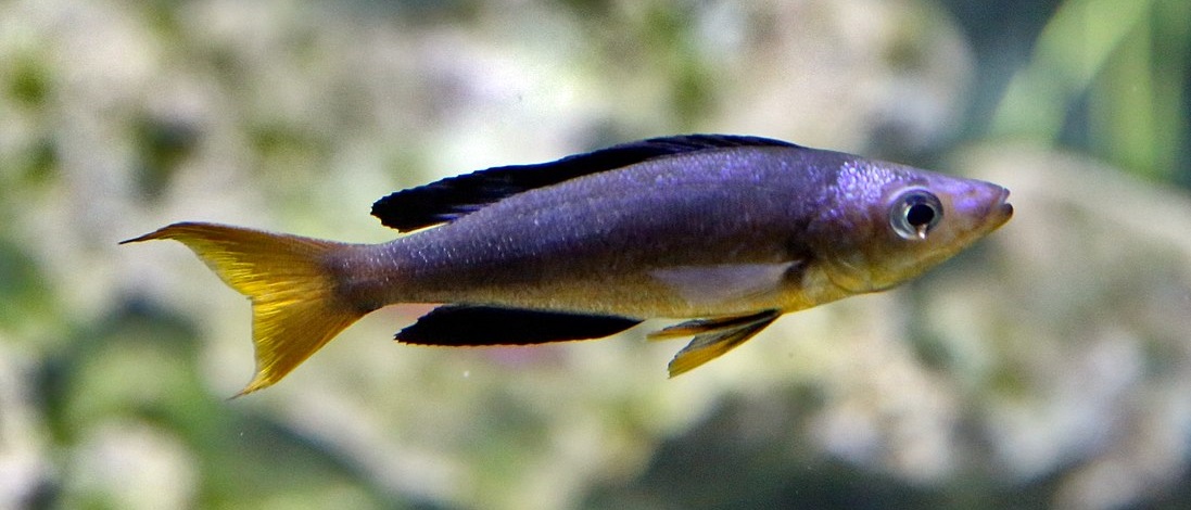 Cyprichromis microlepidotus 788