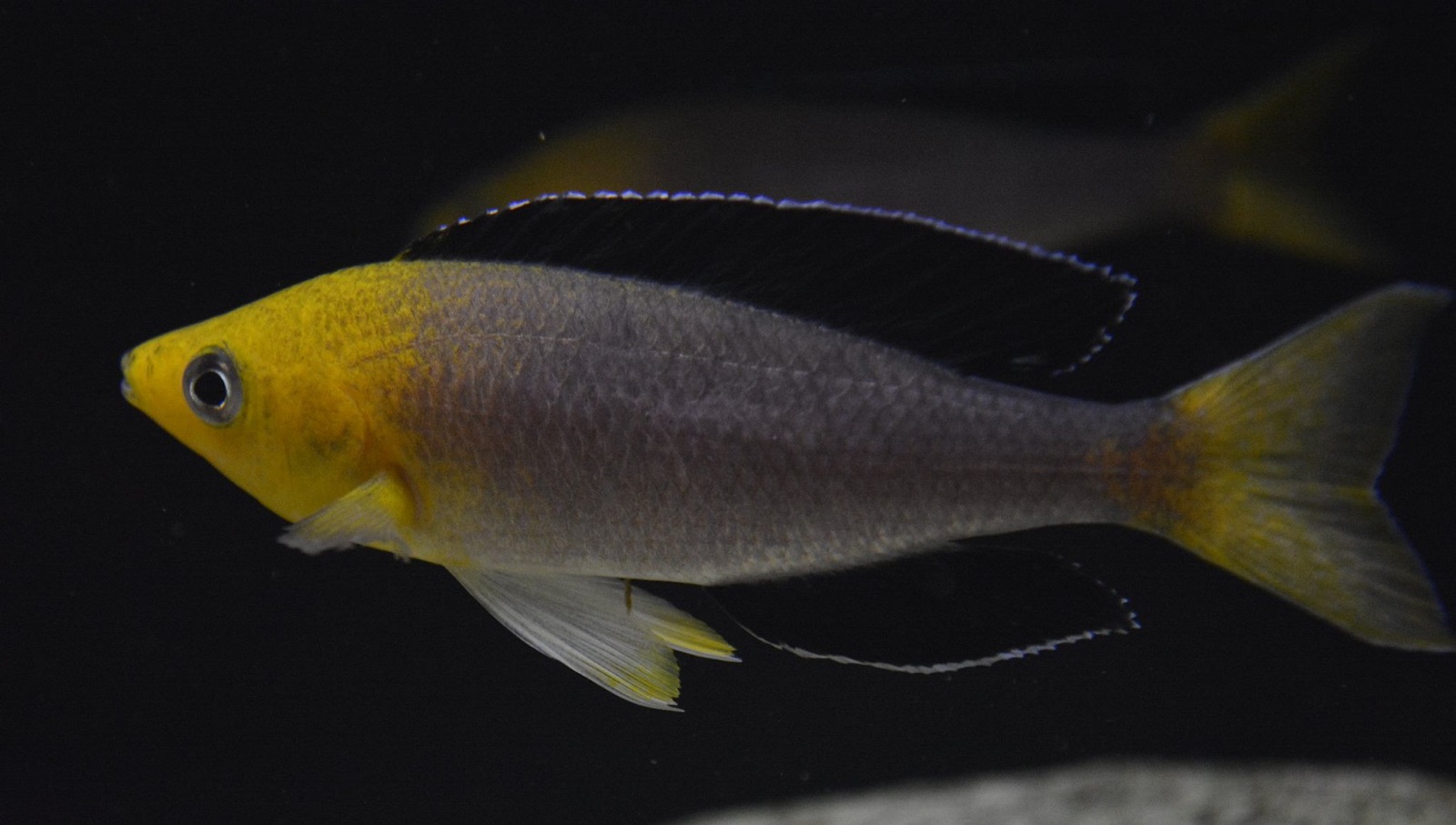 Cyprichromis sp. Leptosoma Jumbo Kantalamba WF 111