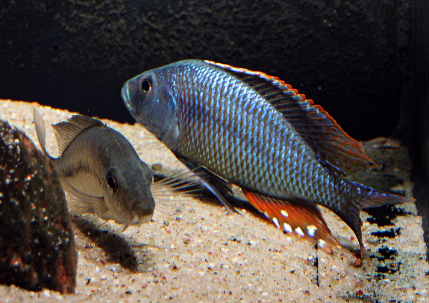 Dimidiochromis strigatus 2