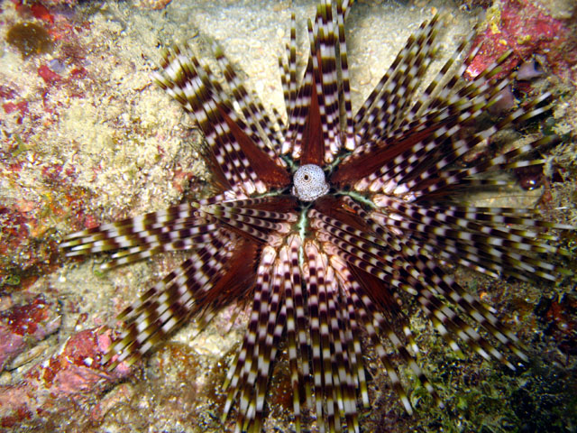 Echinothrix calamaris 1