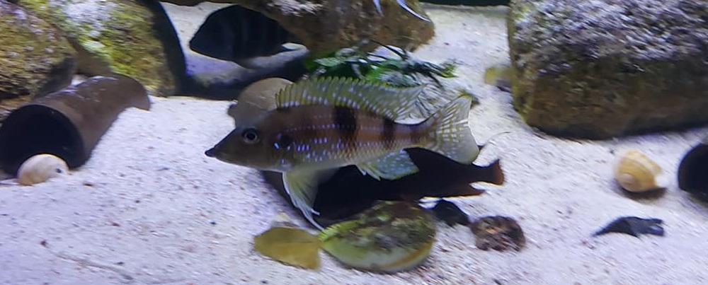 Gnathochromis permaxillaris 222
