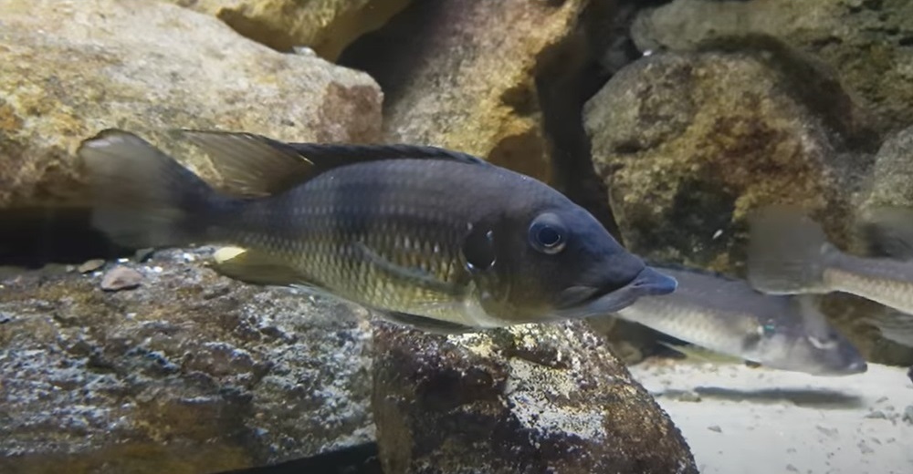 Gnathochromis permaxillaris 344