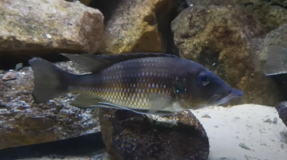 Gnathochromis permaxillaris 345