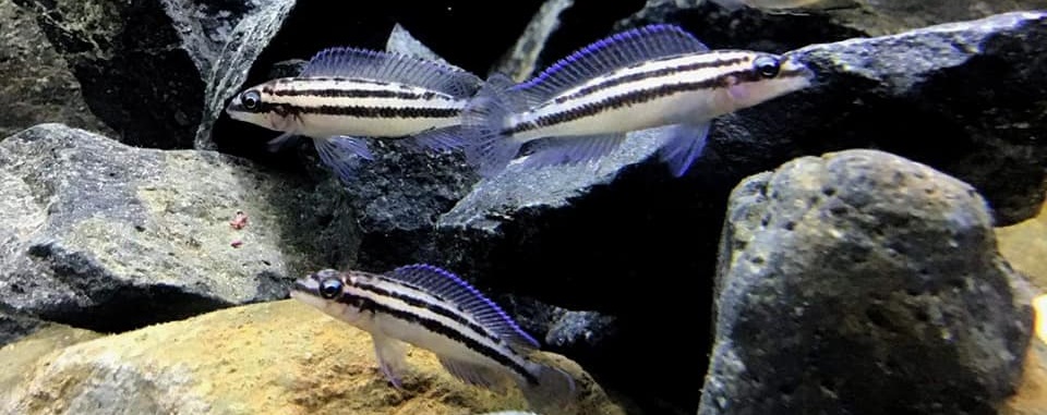 Julidochromis dickfeldi 899