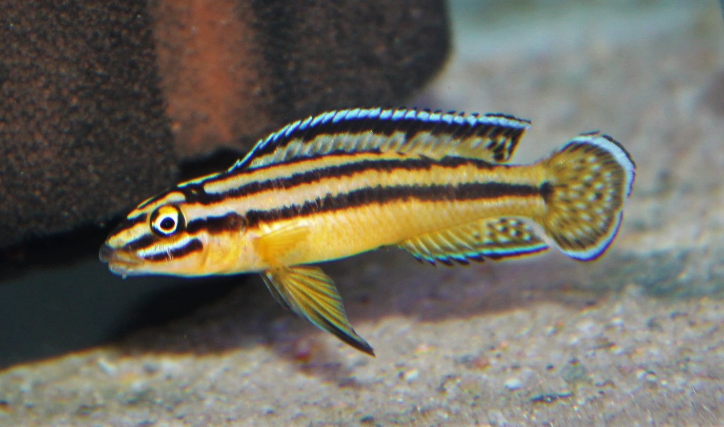 Julidochromis marksmithi 678