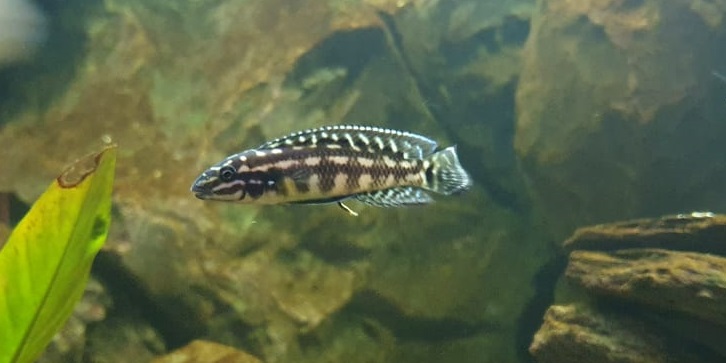 Julidochromis marlieri 1
