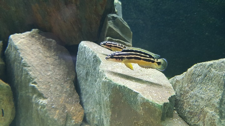 Julidochromis ornatus 1
