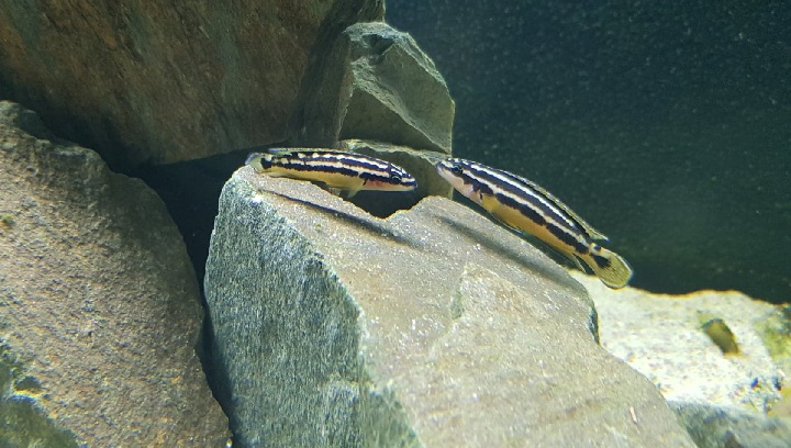 Julidochromis ornatus 2