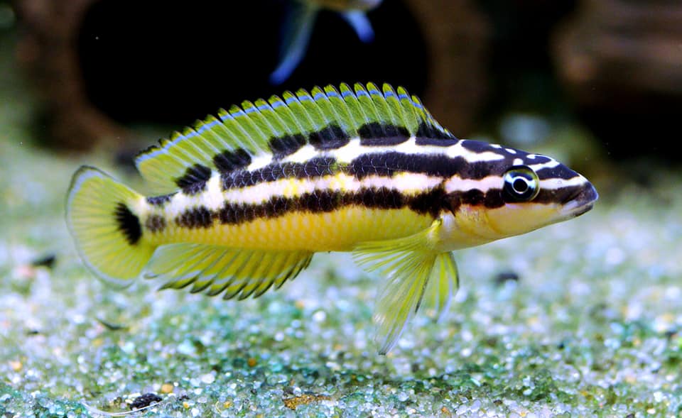 Julidochromis ornatus 999