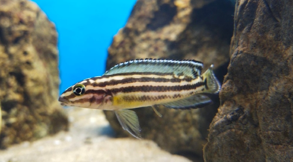 Julidochromis regani 459