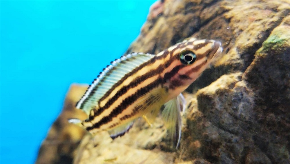 Julidochromis regani 460
