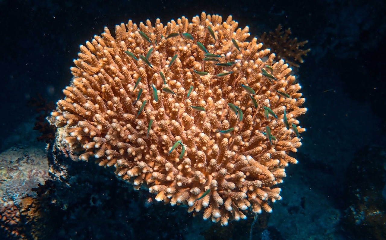 Koralowiec SPS 540