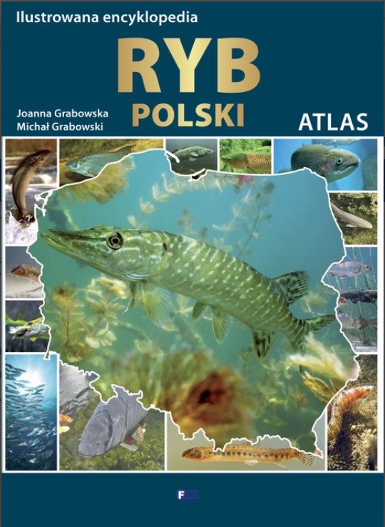Ksiązka ilustrowana encyklopedia ryb Polski Grabowska