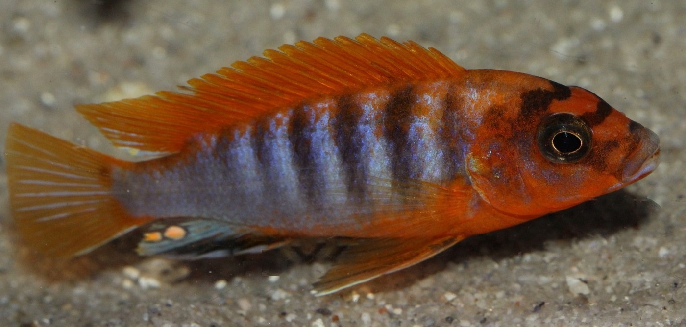 Labidochromis sp. honghi 2