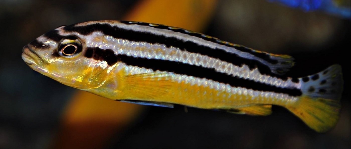 Melanochromis auratus 1