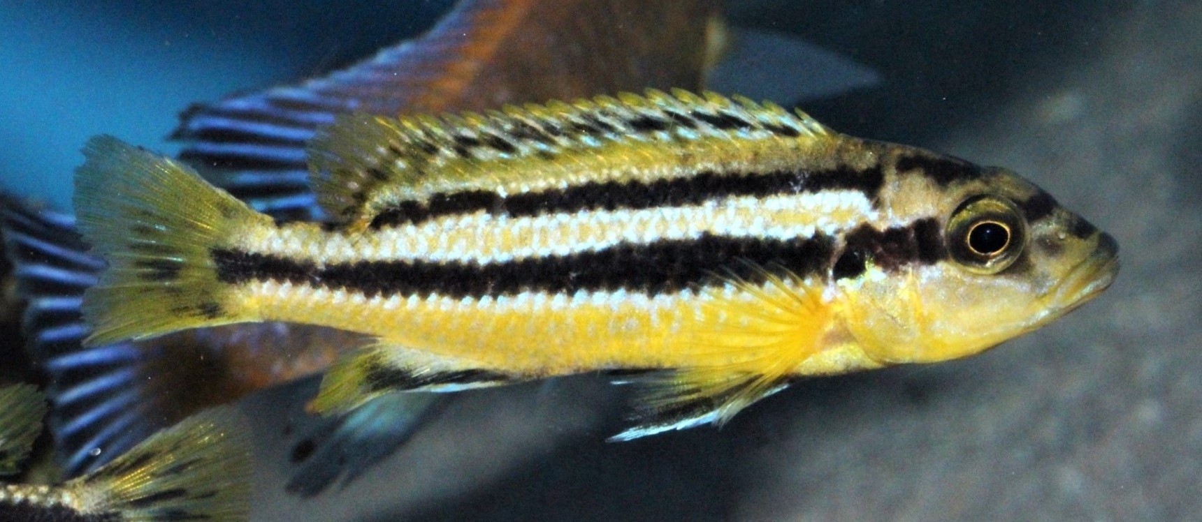 Melanochromis chipokae 2