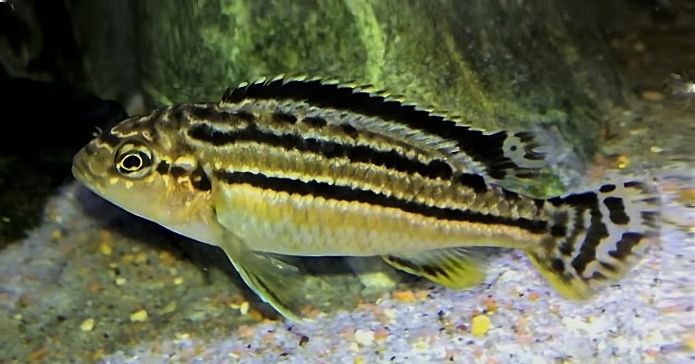 Melanochromis dialeptos 457