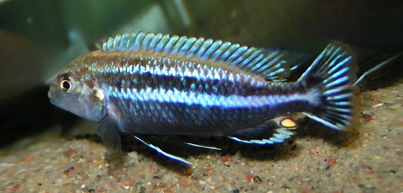 Melanochromis dialeptos 459