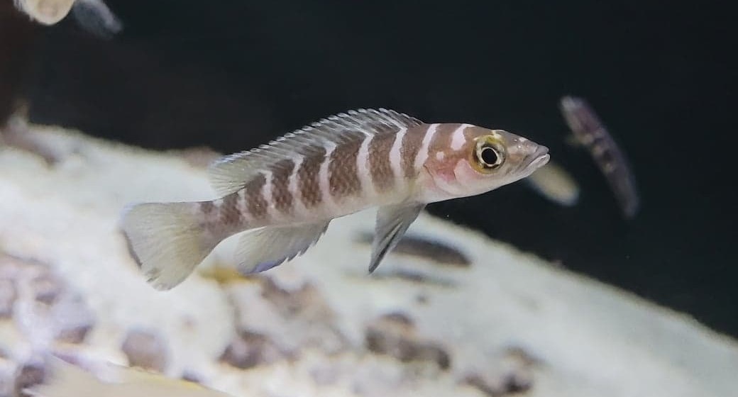 Neolamprologus cylindricus 1