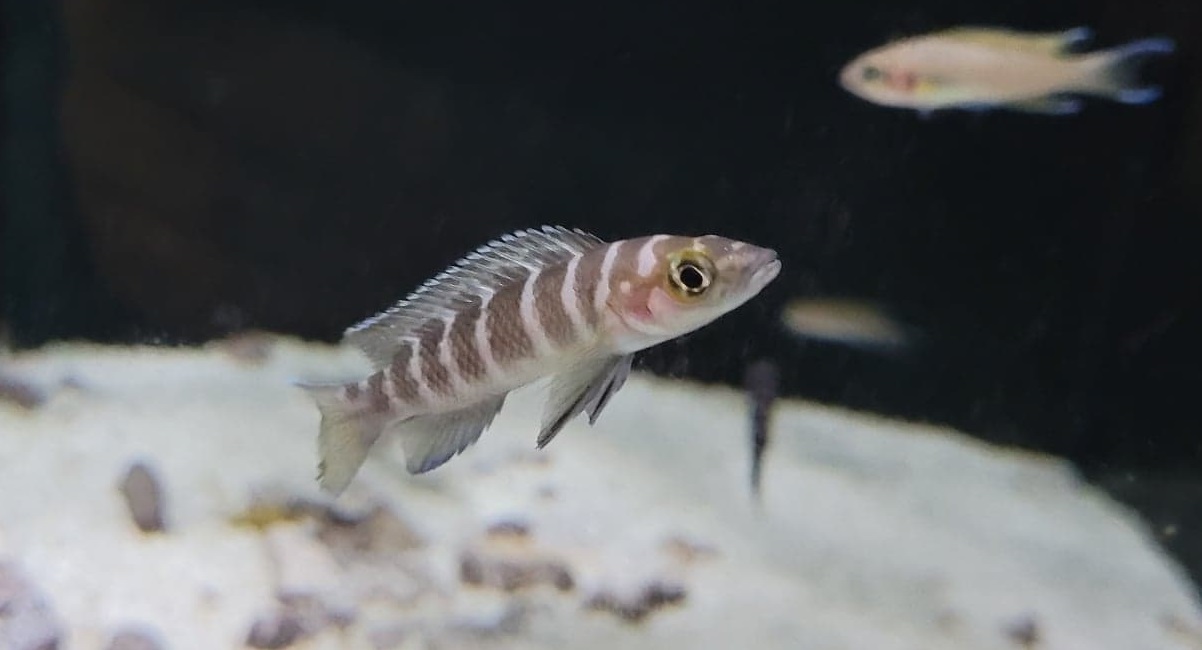 Neolamprologus cylindricus 2