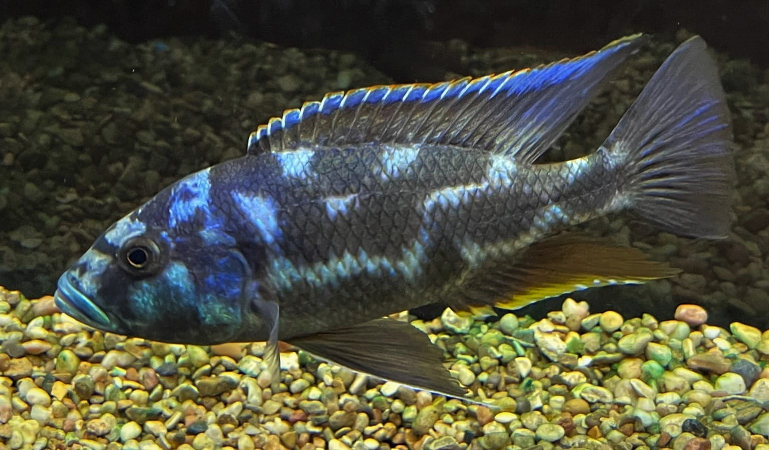 Nimbochromis livingstonii 123