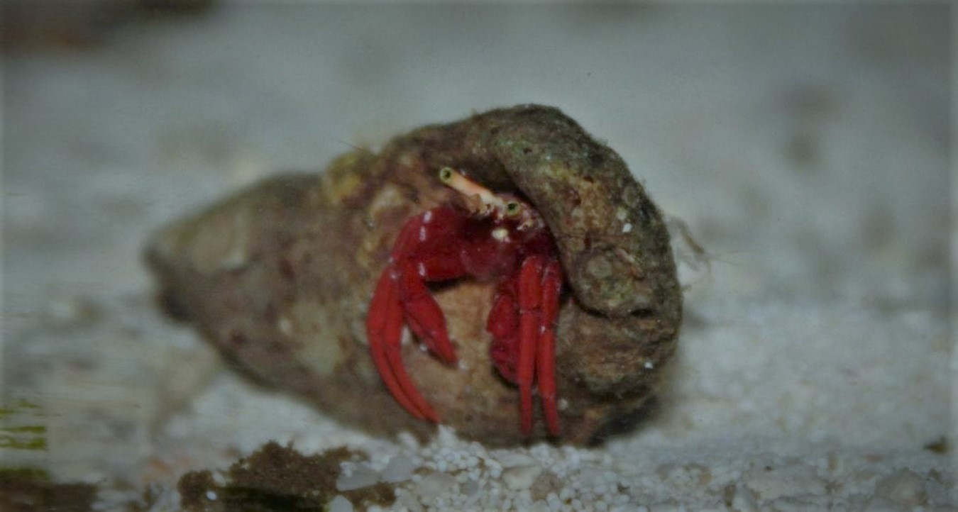 Paguristres krab czerwononogi 459