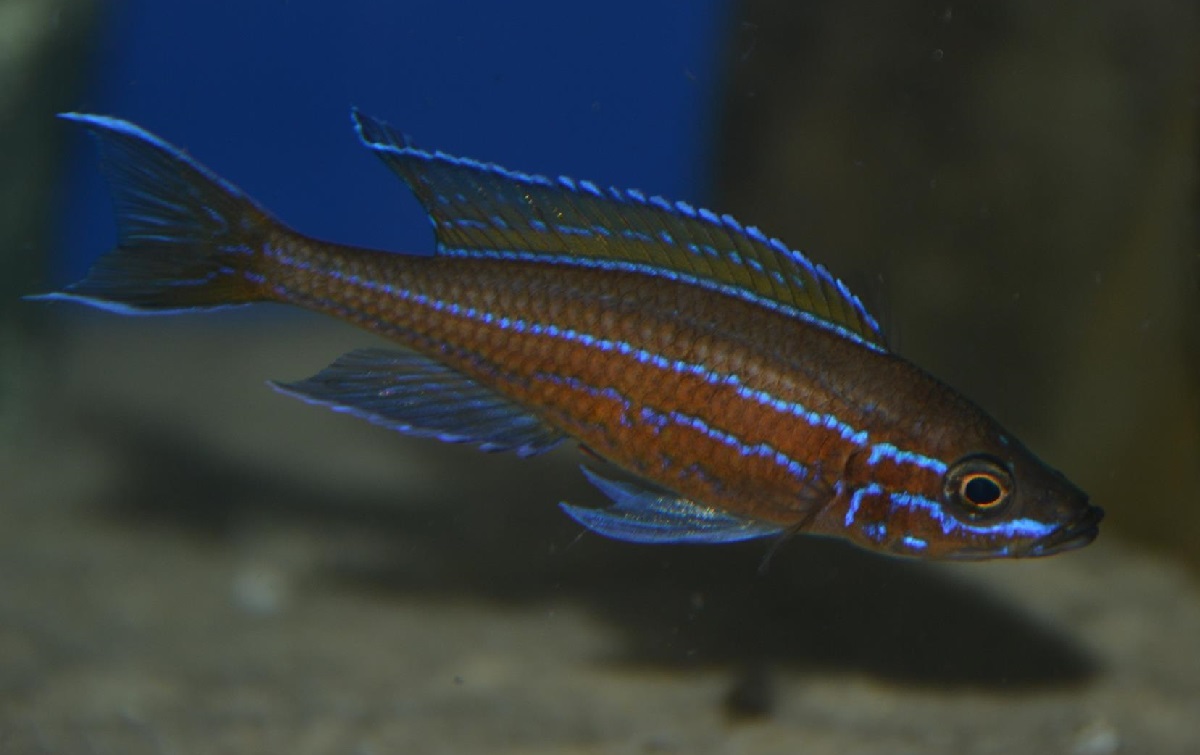 Paracyprichromis nigripinnis 344