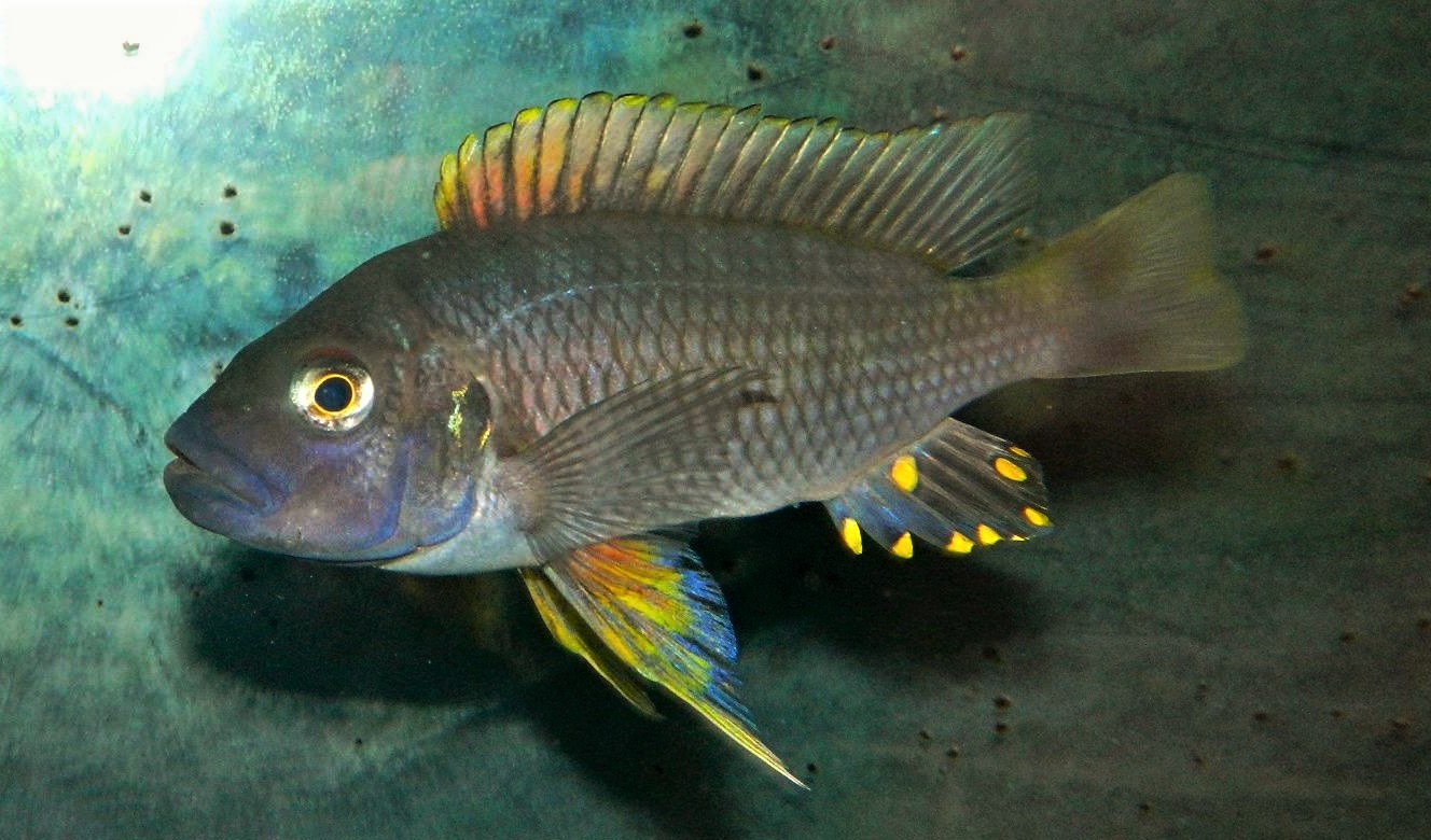 Petrochromis Fasciolatus Katete 568