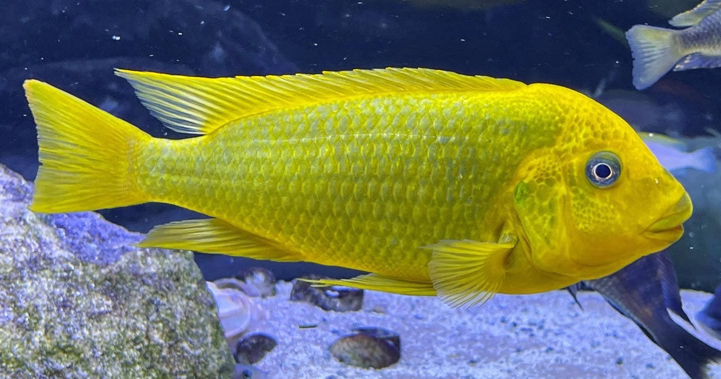 Petrochromis ephiphium Moshi Yellow 345