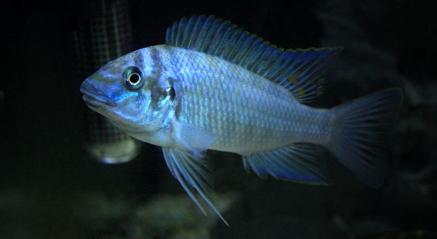 Petrochromis polyodon Kasumbe Electric Blue 322