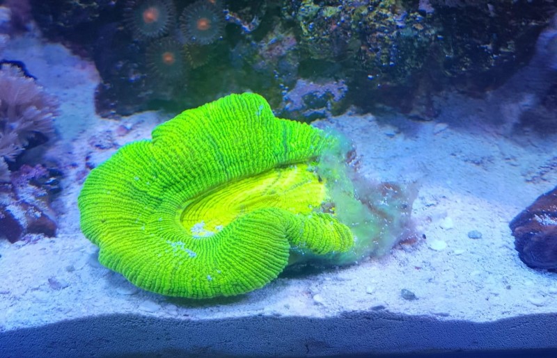 Poparzony koral 1