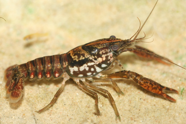Procambarus enoplosternum 9