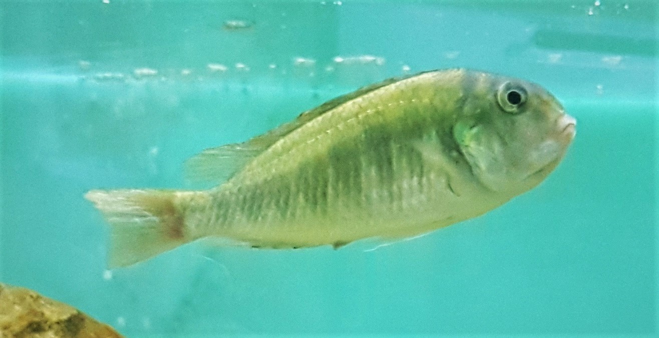 Pseudosimochromis curvifrons 1
