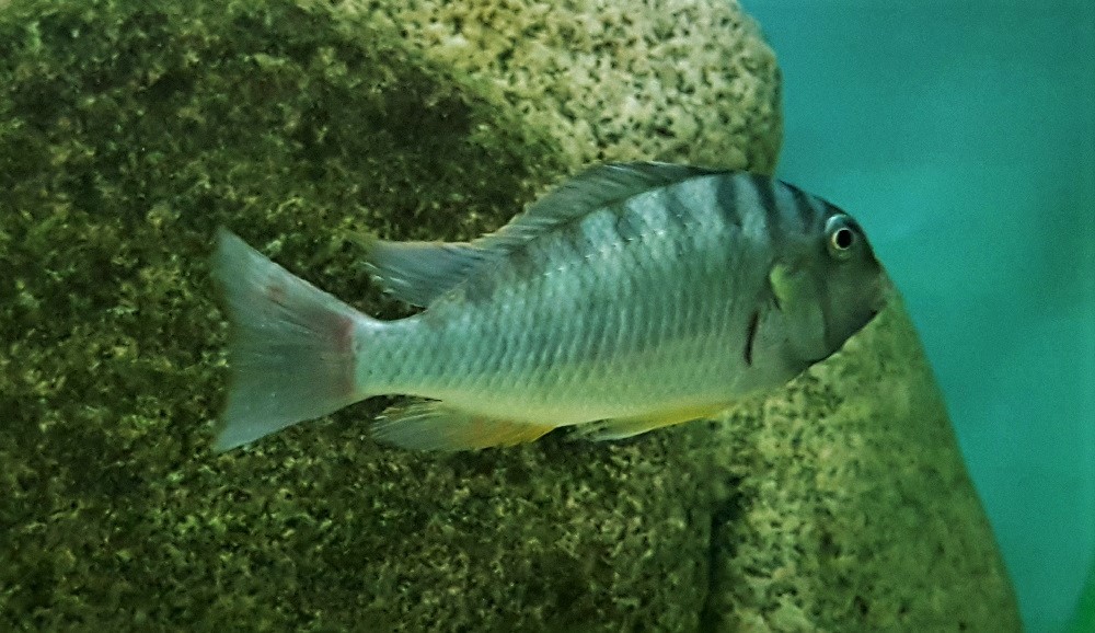 Pseudosimochromis curvifrons 6