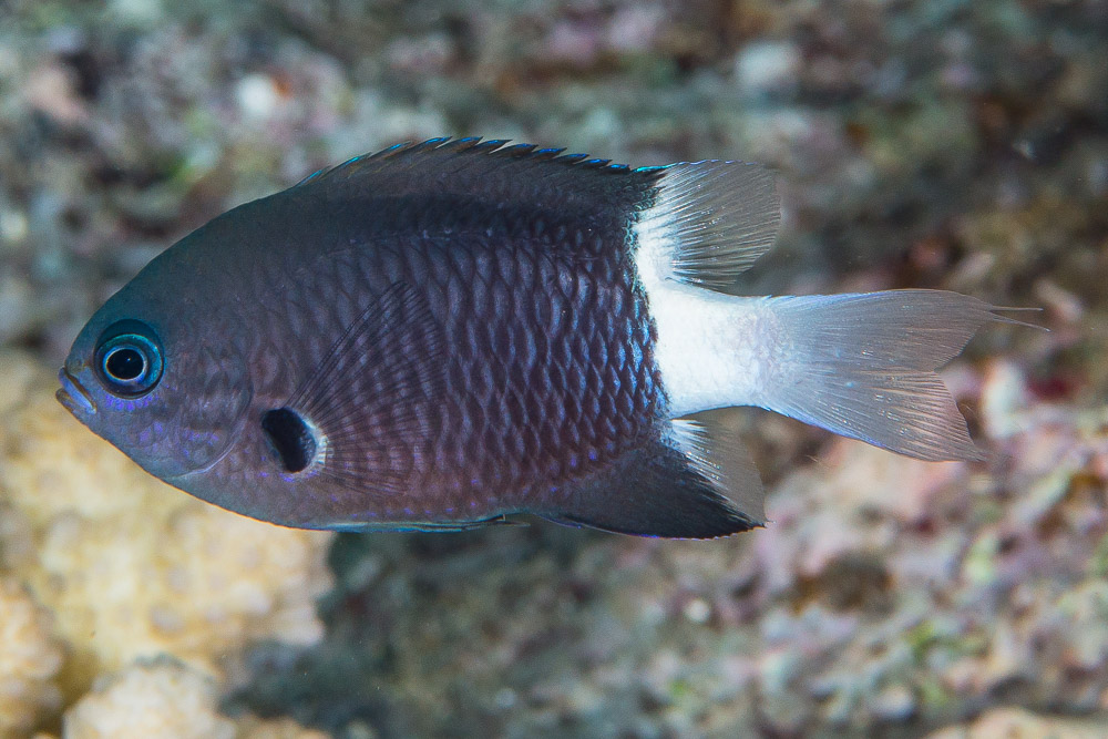 Pycnochromis margaritifer 544