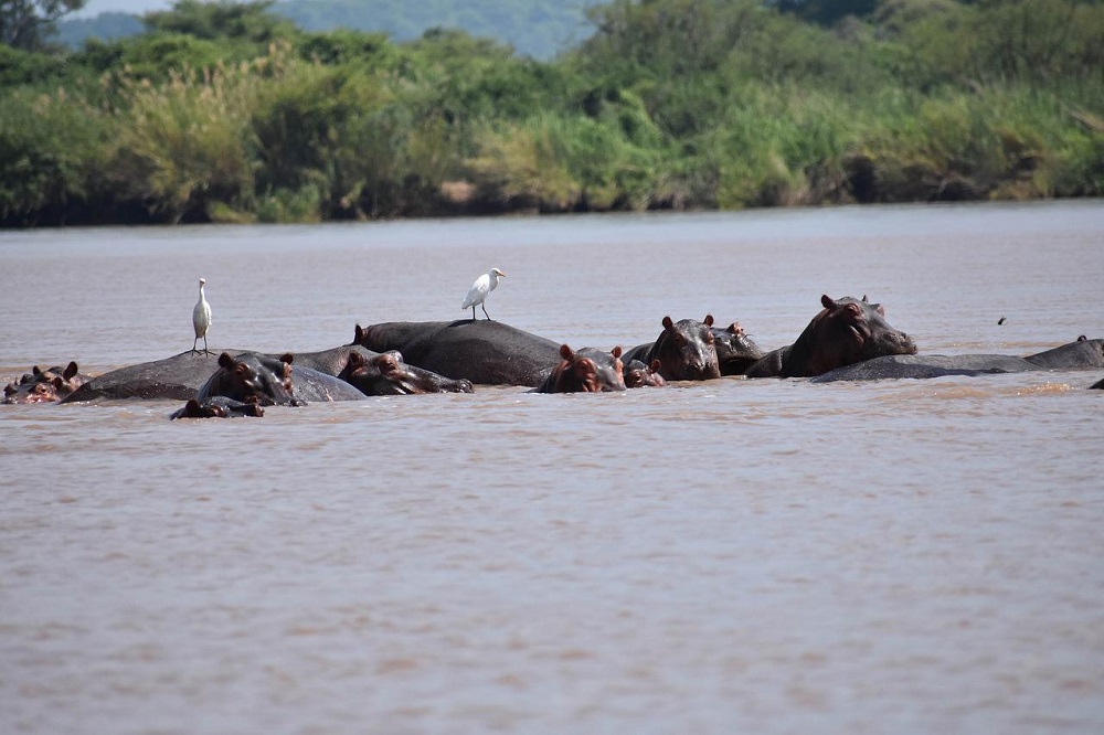 Rzeka Zambezi 1