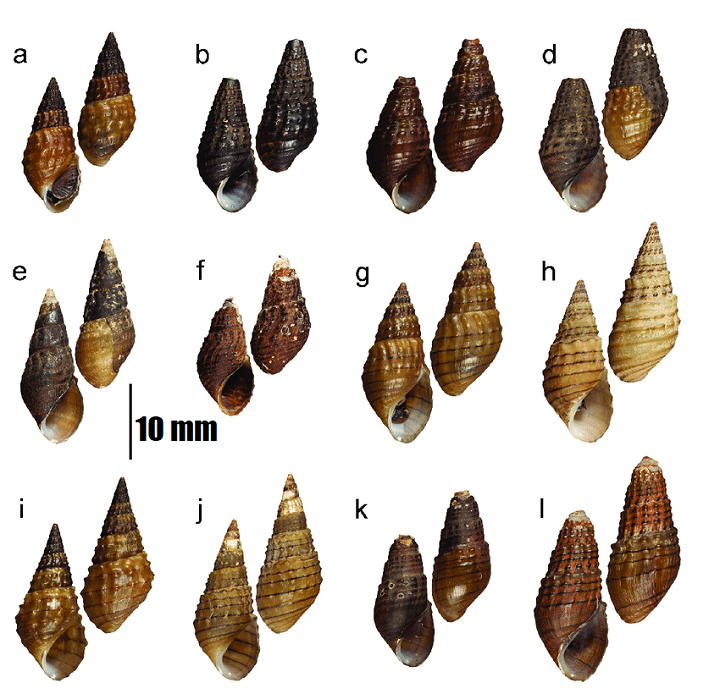 Shells of Tarebia granifera Lamarck 1816 from representative populations in Thailand 1