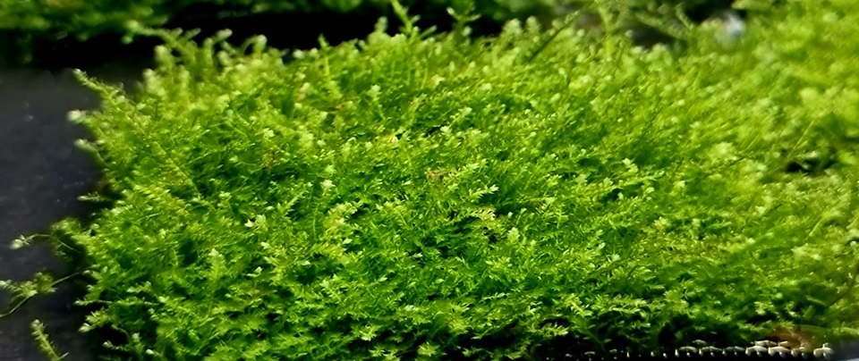 Taiwan moss 566