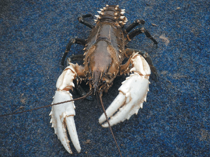 The Murray Crayfish Euastacus armatus