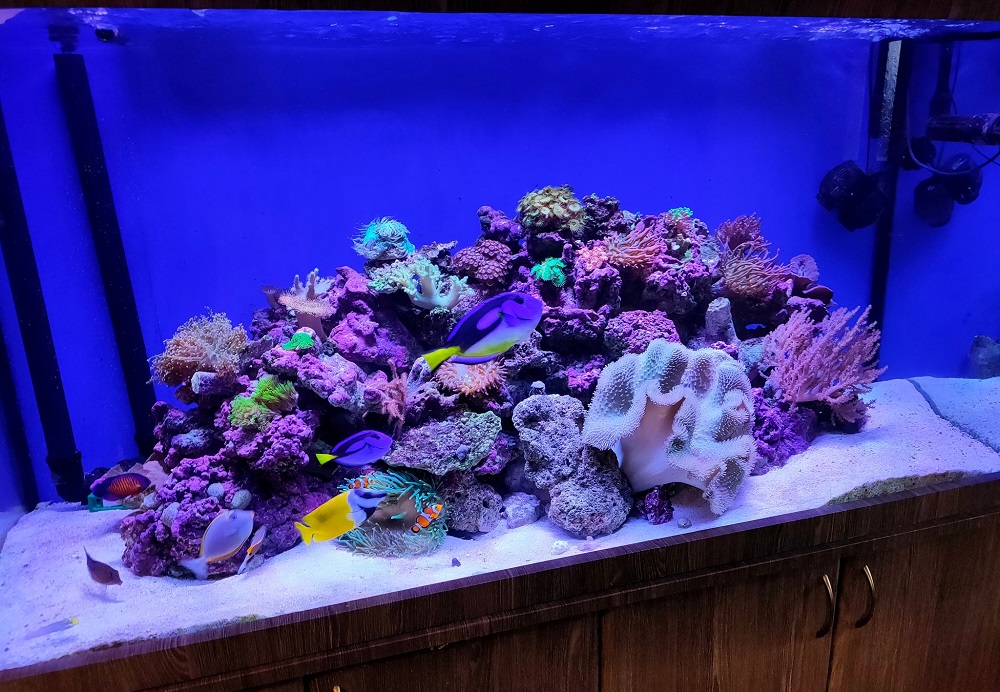 Wyspa koralowców 455