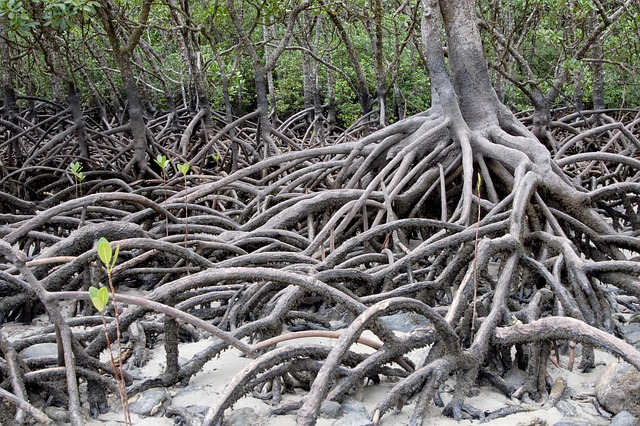 australia namorzyny mangrowce