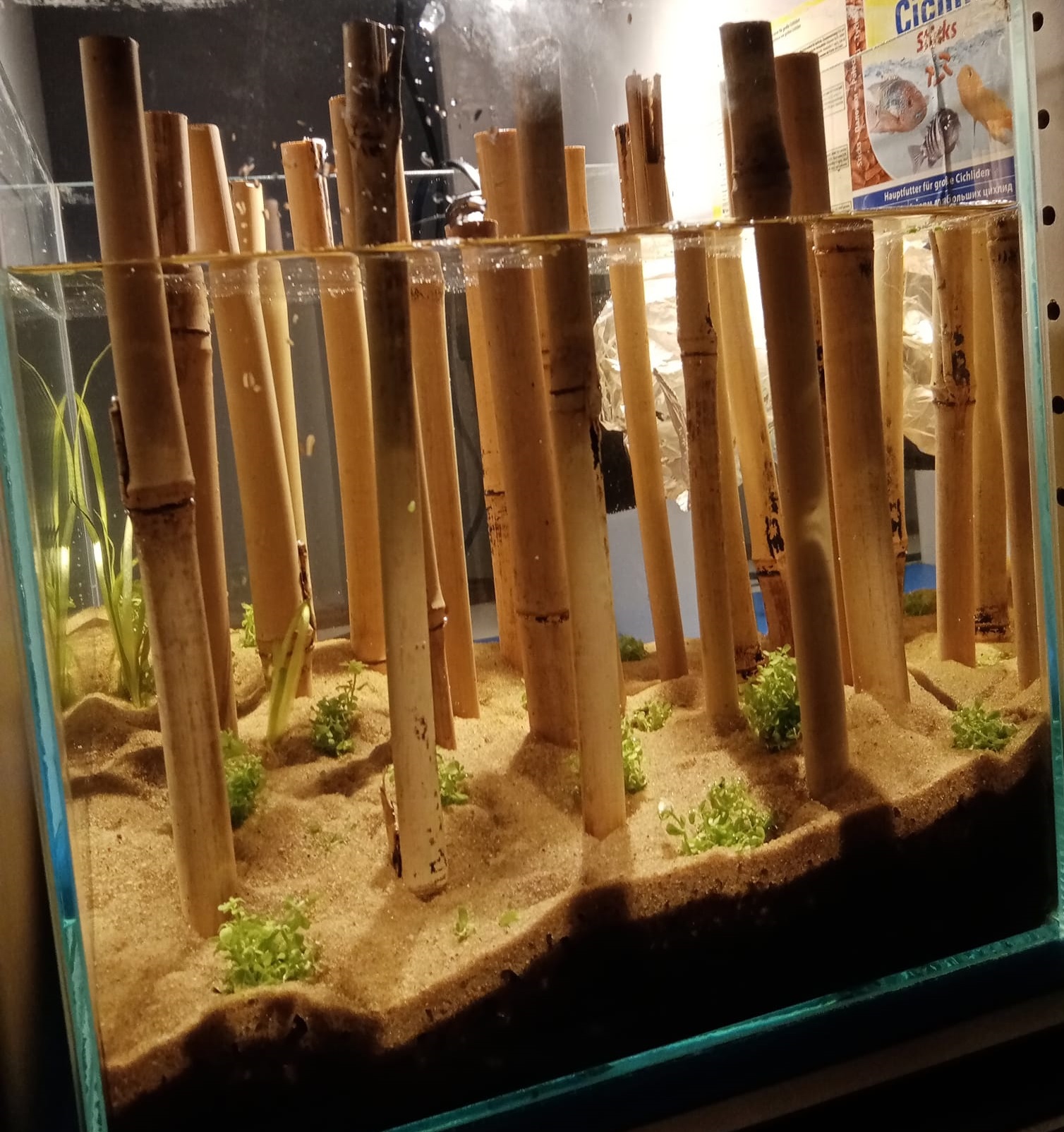 bambus w akwarium